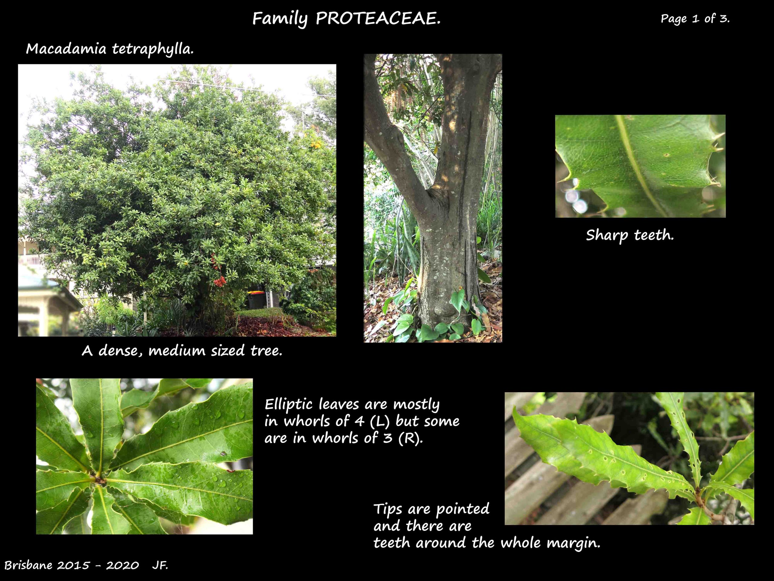 1 Macadamia tetraphylla tree & leaves